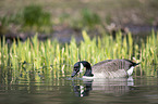 Canada goose