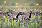 Canada geese