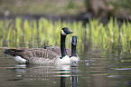 Canada geese