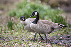 Canada geese