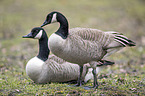 Canada geese