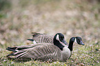 Canada geese