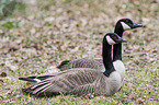 Canada geese