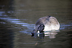 Canada goose