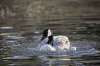 Canada goose