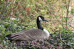 Canada goose