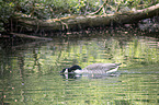 Canada goose