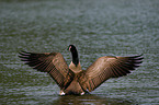 Canada, goose