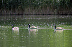 swimming Canada Gooses