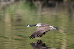 flying Canada Goose