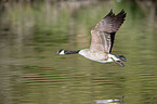 flying Canada Goose