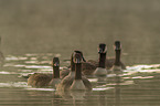 Canada geese