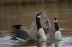 Canada geese