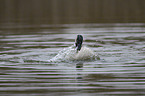 Canada goose