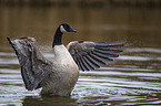 Canada goose