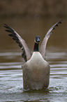 Canada goose