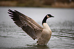 Canada goose