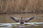 Canada goose