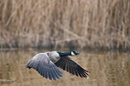 Canada goose