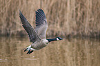 Canada goose