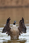 Canada goose