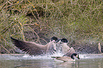 Canada geese fight with each other