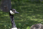 Canada goose