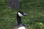 Canada goose