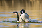 Canada geese