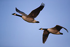 Canada geese