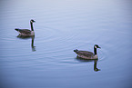 Canada geese