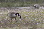 Canada geese