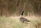 Canada goose