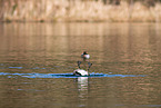 Canada goose