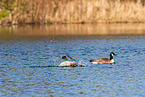 Canada geese