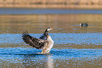 Canada goose