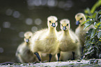 Canada goose chick