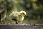 Canada goose chick