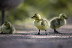 Canada goose chick