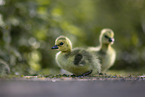 Canada goose chick