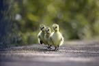 Canada goose chick