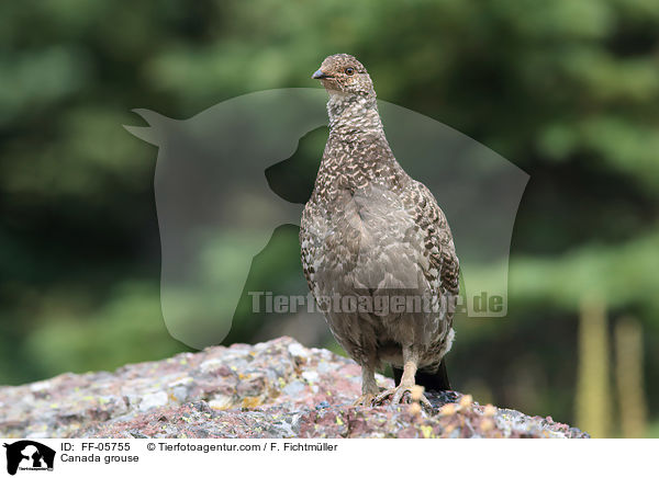 Canada grouse / FF-05755