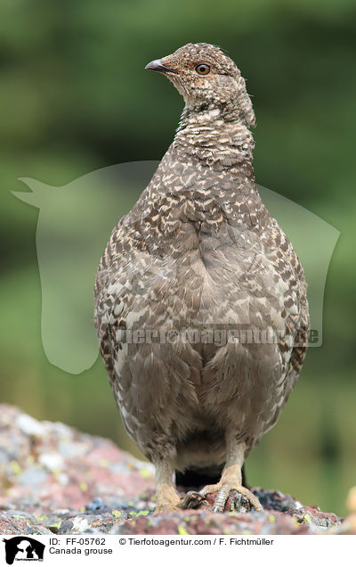 Canada grouse / FF-05762