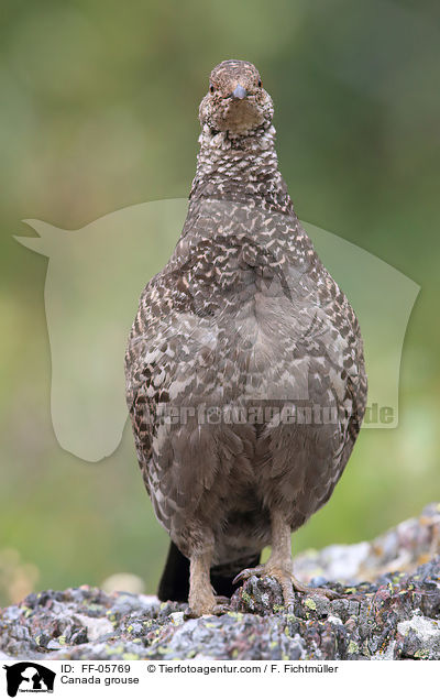 Tannenhuhn / Canada grouse / FF-05769