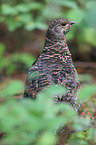 Canada grouse