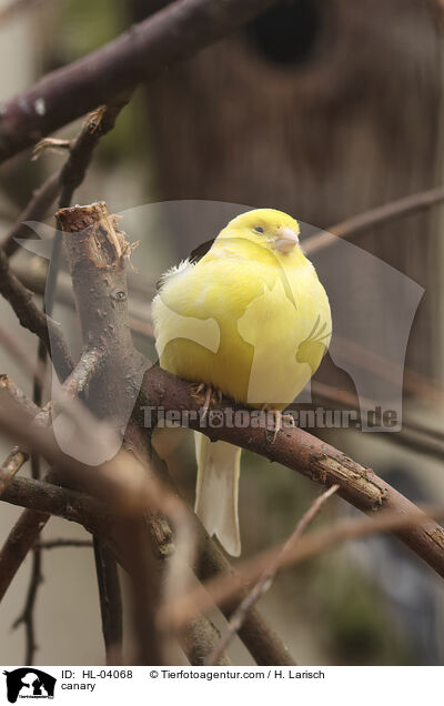 Kanarienvogel / canary / HL-04068