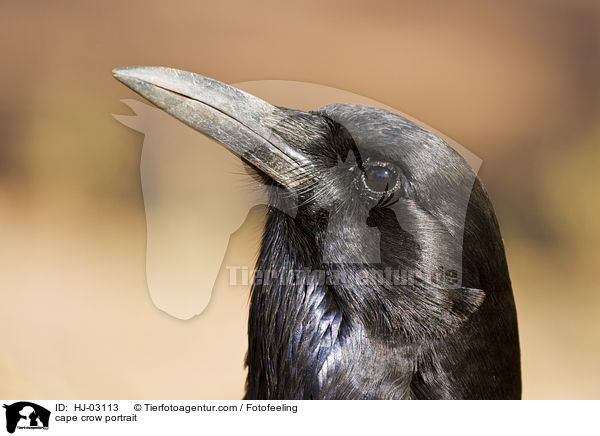Portrait einer Kapkrhe / cape crow portrait / HJ-03113