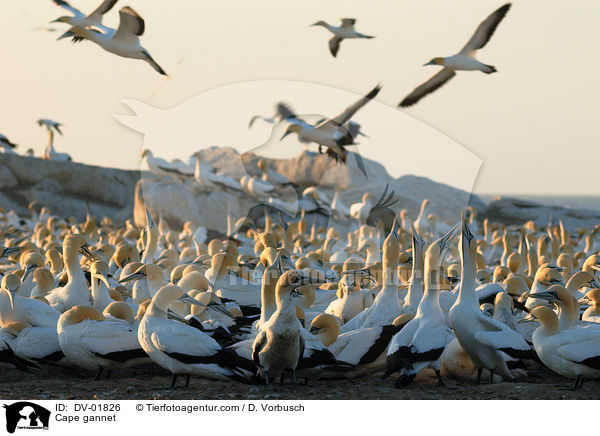 Kaptlpel / Cape gannet / DV-01826