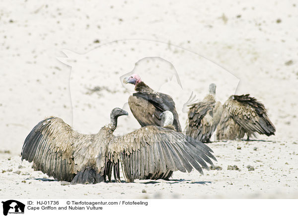 Kapgeier und Ohrengeier / Cape Griffon and Nubian Vulture / HJ-01736