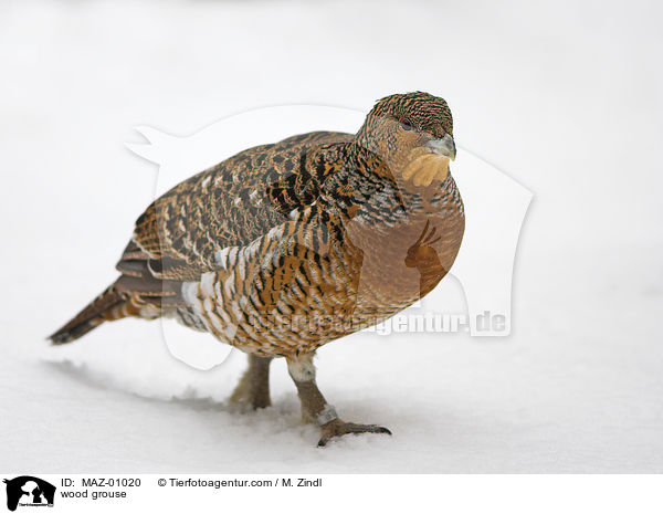 Auerhuhn / wood grouse / MAZ-01020